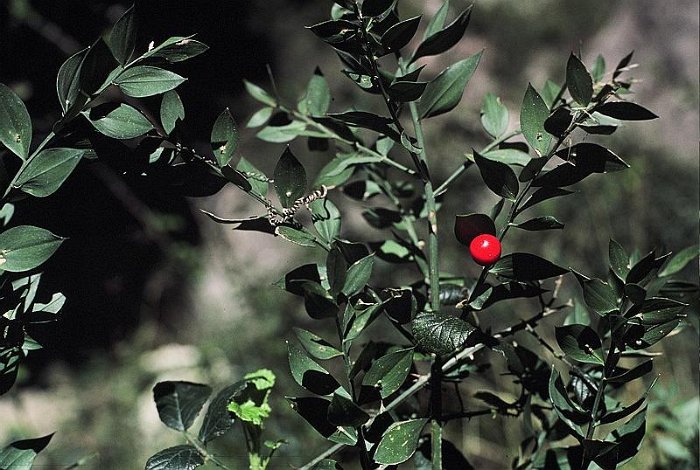 Ruscus aculeatus